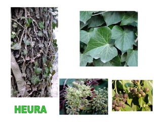 HEURA