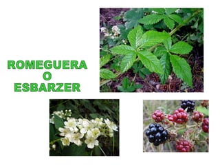 ROMEGUERA O ESBARZER