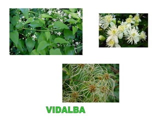 VIDALBA