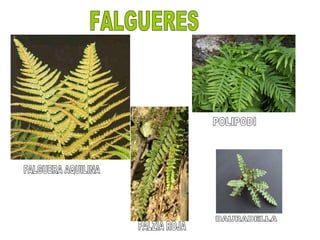 FALGUERES DAURADELLA POLIPODI FALGUERA AQUILINA FALZIA ROJA