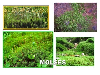 MOLSES