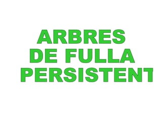 ARBRES DE FULLA PERSISTENT