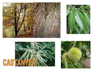 CASTANYER