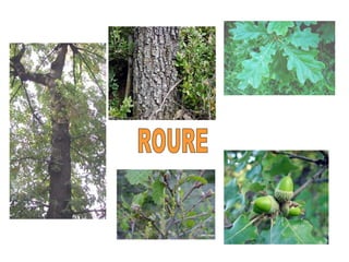 ROURE