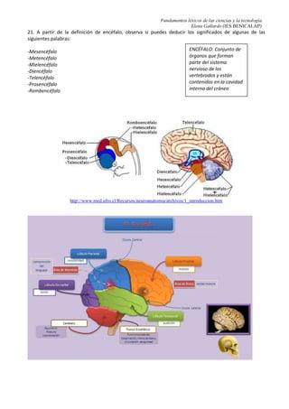 Fundamentos léxicos de las ciencias y la tecnología
Elena Gallardo (IES BENICALAP)
21. A partir de la definición de encéfalo, observa si puedes deducir los significados de algunas de las
siguientes palabras:
-Mesencéfalo
-Metencéfalo
-Mielencéfalo
-Diencéfalo
-Telencéfalo
-Prosencéfalo
-Rombencéfalo
http://www.med.ufro.cl/Recursos/neuroanatomia/archivos/1_introduccion.htm
ENCÉFALO: Conjunto de
órganos que forman
parte del sistema
nervioso de los
vertebrados y están
contenidos en la cavidad
interna del cráneo
 
