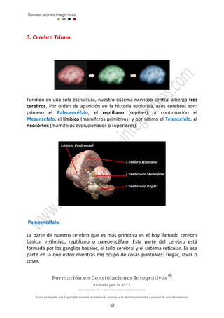 3. Cerebro Triuno. 
Fundido en una sola estructura, nuestro sistema nervioso central alberga tres 
cerebros. Por orden de aparición en la historia evolutiva, esos cerebros son: 
primero el Paleoencéfalo, el reptiliano (reptiles), a continuación el 
Mesencéfalo, el límbico (mamíferos primitivos) y por último el Telencéfalo, el 
neocórtex (mamíferos evolucionados o superiores). 
Paleoencéfalo. 
La parte de nuestro cerebro que es más primitiva es el hoy llamado cerebro 
básico, instintivo, reptiliano o paleoencéfalo. Esta parte del cerebro está 
formada por los ganglios basales, el tallo cerebral y el sistema reticular. Es esa 
parte en la que estoy mientras me ocupo de cosas puntuales: fregar, lavar o 
coser. 
Formación en Constelaciones Integrativas® 
Avalada por la AECI 
Asociación de Constelaciones Integrativas. 
Texto protegido por Copyright, no está permitida la copia y/o la distribución total o parcial de este documento. 
12 
 