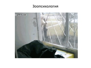 Зоопсихология
 