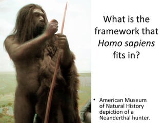 What is the framework that  Homo sapiens  fits in? ,[object Object]