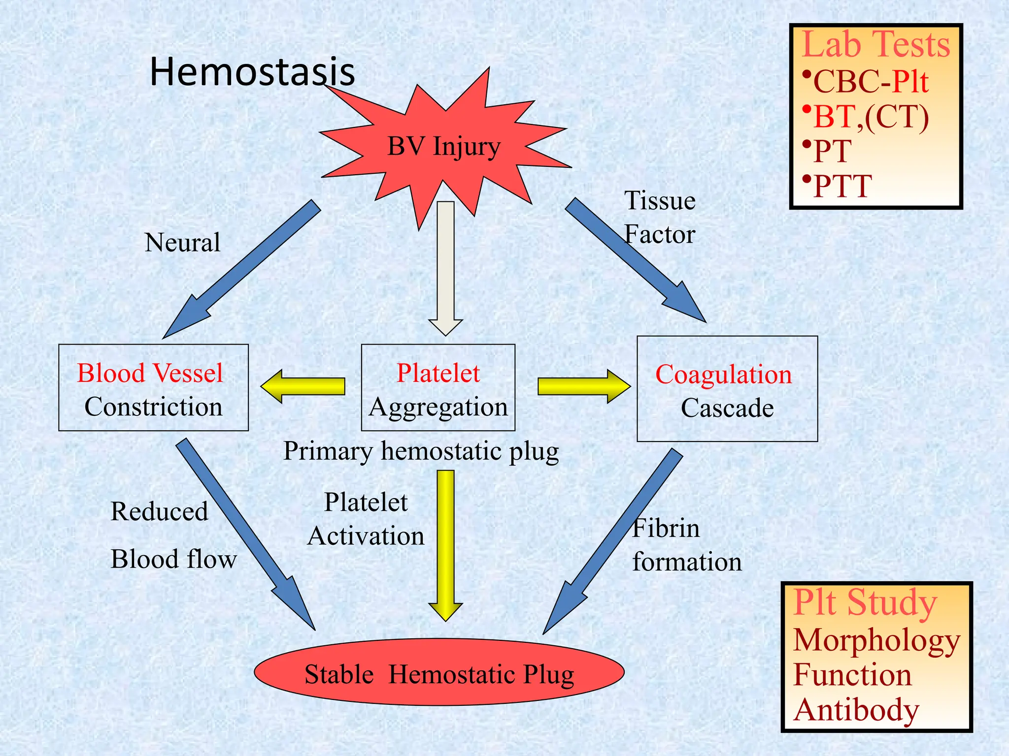 Hemostasis
BV Injury
Platelet
Aggregation
Platelet
Activation
Blood Vessel
Constriction
Coagulation
Cascade
Stable Hemostatic Plug
Fibrin
formation
Reduced
Blood flow
Tissue
Factor
Primary hemostatic plug
Neural
Lab Tests
•CBC-Plt
•BT,(CT)
•PT
•PTT
Plt Study
Morphology
Function
Antibody
 