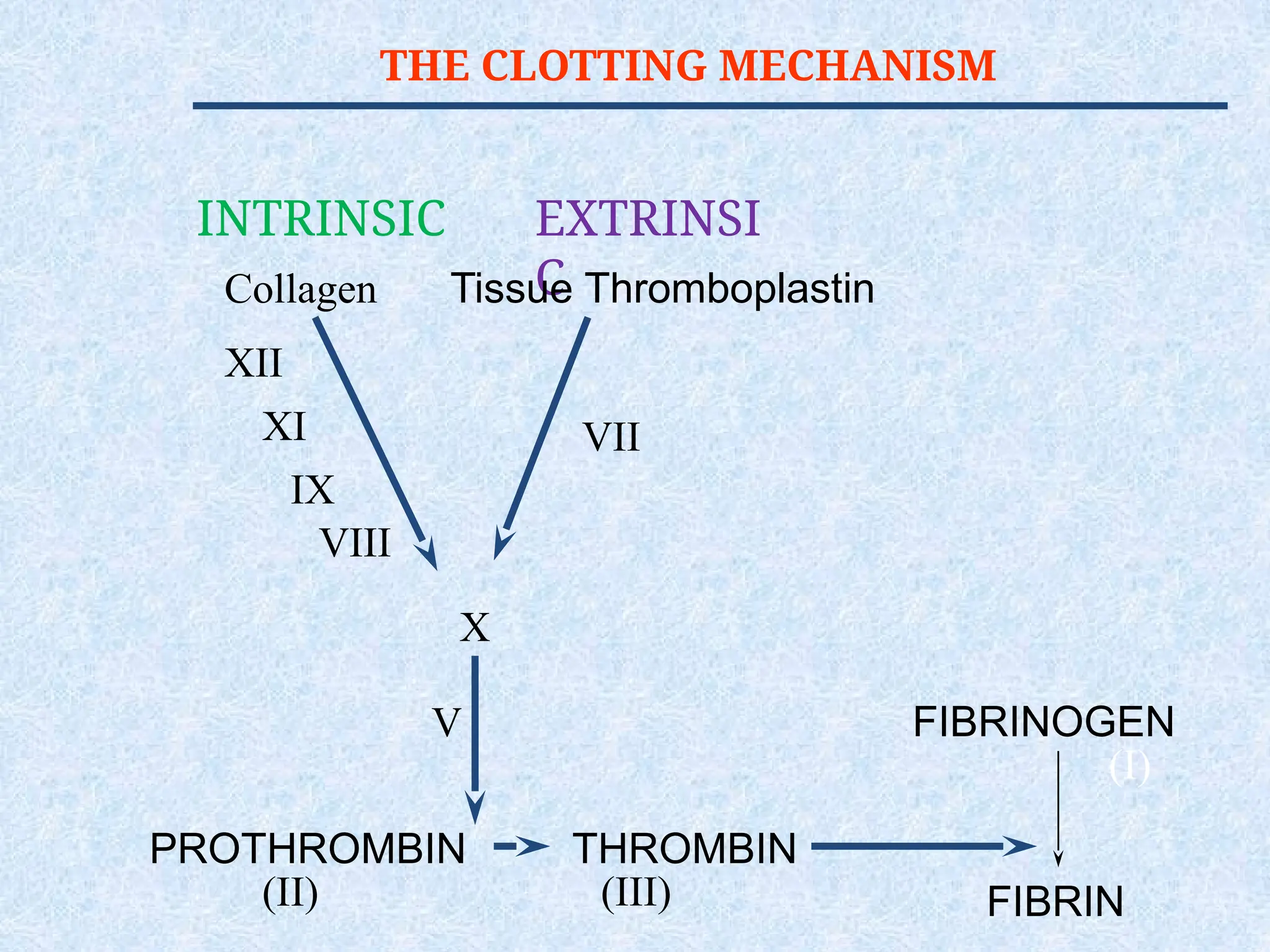 THE CLOTTING MECHANISM
INTRINSIC EXTRINSI
C
PROTHROMBIN THROMBIN
FIBRINOGEN
FIBRIN
(II) (III)
(I)
V
X
Tissue Thromboplastin
Collagen
VII
XII
XI
IX
VIII
 