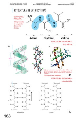 ESTRUCTURA DE LAS PROTEÍNAS
ESTRUCTURA
PRIMARIA:
Simplemente
la secuencia
de amino-
ácidos
ESTRUCTURA SECUNDARIA:
ALFA HÉLICE
(a) La estructura secundaria alfa hélice es
estabilizada por puentes de hidrógeno entre el
grupo N-H de un residuo y el grupo C=O a cuatro
residuos
(b) Estructura de la Mioglobina 41
ESTRUCTURA SECUNDARIA:
LÁMINA BETA
42
Universidad Nacional de Formosa
Facultad de Ciencias de la Salud
Licenciatura en Nutrición
BIOQUÍMICA DE LA NUTRICIÓN I
TEMA 6
AMINOÁCIDOS Y PROTEÍNAS
168
 