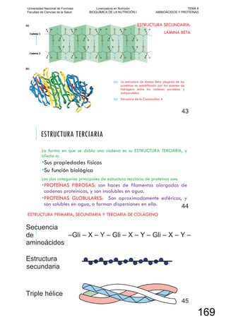 ESTRUCTURA SECUNDARIA:
LÁMINA BETA
(a) La estructura de lámina Beta plegada de las
proteínas es estabilizada por los puentes de
hidrógeno entre las cadenas paralelas y
antiparalelas
(b) Estructura de la Concavalina A
43
ESTRUCTURA TERCIARIA
La forma en que se dobla una cadena es su ESTRUCTURA TERCIARIA, y
afecta a:
Sus propiedades físicas
Su función biológica
Las dos categorías principales de estructura terciaria de proteínas son:
PROTEÍNAS FIBROSAS: son haces de filamentos alargados de
cadenas proteínicas, y son insolubles en agua.
PROTEÍNAS GLOBULARES: Son aproximadamente esféricas, y
son solubles en agua, o forman dispersiones en ella. 44
ESTRUCTURA PRIMARIA, SECUNDARIA Y TERCIARIA DE COLÁGENO
45
Universidad Nacional de Formosa
Facultad de Ciencias de la Salud
Licenciatura en Nutrición
BIOQUÍMICA DE LA NUTRICIÓN I
TEMA 6
AMINOÁCIDOS Y PROTEÍNAS
169
 