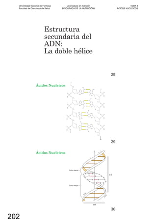 Estructura
secundaria del
ADN:
La doble hélice
28
Ácidos Nucleicos
29
Ácidos Nucleicos
30
Universidad Nacional de Formosa
Facultad de Ciencias de la Salud
Licenciatura en Nutrición
BIOQUÍMICA DE LA NUTRICIÓN I
TEMA 8
ÁCIDOS NUCLEICOS
202
 