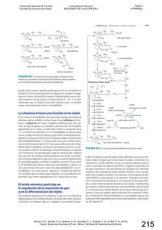 CAPÍTULO 44 Micronutrientes: vitaminas y minerales 469
CH3H3C
CH3 CH3
CH2OH
CH3
CH3H3C
CH3 CH3
CH3
CH3H3C
CH3 CH3
COOH
CH3
CH3H3C
H3C
CH3
COOH
CH3
CH3H3C
CH3 CH3
CHO
CH3
Retinol Retinaldehído
Ácido todo-trans-retinoico
Ácido 9-cis-retinoico
CH3CH3
CH3H3C
H3C
-caroteno
FIGURA 44-1 β-caroteno y los principales vitámeros de la
vitamina A. El asterisco muestra el sitio de división del β-caroteno
por la caroteno dioxigenasa, para dar retinaldehído.
FIGURA 44-2 La función del retinaldehído en el ciclo visual.
CH3H3C CH2OH
H2N
C=O
NH
NH
C=O
CH3 CH3
CH3
C=N
CH3
CH3
H3C
CH3 CH3
CH3H3C
CH2OH
CH3
CH3 H3C
CH3H3C
HC=O
CH3
CH3 H3C
CH3H3C
HC=N
CH3
CH3 H3C
Todo-trans-retinol
CH3H3C
CH3 CH3
CH3
Todo-trans-retinaldehído + opsina
Fotorrodopsina
GDP
GTP
Cambiosconformacionalesenproteína
11-cis-retinol
11-cis-retinaldehído
Rodopsina (violeta visual)
Residuo lisina
en opsina
LUZ 10
–15
s
45 ps
Canal de Na+ cerrado
Inactiva
Canal de Na+ abierto
Fosfodiesterasa
activa
Batorrodopsina
30 ns
Lumirrodopsina
75 μs
Metarrodopsina I
Transducina-GTP
Transducina-GDP
10 ms
Metarrodopsina II
minutos
Metarrodopsina III
C=O
C=O
H
NH
Pi
cGMP
5'GMP
grande del β-caroteno ingerido puede aparecer en la circulación sin
cambios. Si bien el principal sitio de ataque de la caroteno dioxige-
nasa es el enlace central del β-caroteno, también puede ocurrir divi-
sión asimétrica, lo que da pie a la formación de 8ʹ-, 10ʹ- y 12ʹ-apo-
carotenales, que se oxidan hacia ácido retinoico, pero no pueden
usarse como fuentes de retinol o retinaldehído.
La vitamina A tiene una función en la visión
En la retina, el retinaldehído funciona como el grupo prostético de
proteínas opsina sensibles a la luz, lo que forma rodopsina (en bas-
tones) y iodopsina (en conos). Cualquier célula de cono sólo con-
tiene un tipo de opsina y es sensible a sólo un color. En el epitelio
pigmentado de la retina, el todo-trans-retinol se isomeriza hacia
11-cis-retinol y se oxida hacia 11-cis-retinaldehído, el cual reacciona
con un residuo lisina en la opsina, lo que forma la holoproteína ro-
dopsina. La absorción de luz por la rodopsina origina isomerización
del retinaldehído desde 11-cis hacia todo-trans y un cambio confor-
macional de la opsina (fig. 44-2). Esto causa la liberación de retinal-
dehído desde la proteína y el inicio de un impulso nervioso. La for-
ma excitada inicial de la rodopsina, la batorrodopsina, se sintetiza
en el transcurso de picosegundos luego de iluminación. Después
hay una serie de cambios conformacionales que llevan a la forma-
ción de metarrodopsina II, que inicia una cascada de amplificación
de nucleótido guanina y después un impulso nervioso. El paso final
es la hidrólisis para liberar todo-trans-retinaldehído y opsina. La
clave para el inicio del ciclo visual es la disponibilidad de 11-cis-re-
tinaldehído y, en consecuencia, vitamina A. Cuando hay deficien-
cia, el tiempo que se requiere para adaptarse a la oscuridad está au-
mentado y hay menor capacidad para ver cuando hay poca luz.
El ácido retinoico participa en
la regulación de la expresión de gen
y en la diferenciación de tejido
Una función importante de la vitamina A yace en el control de la
diferenciación y el recambio celulares. El ácido todo-trans-retinoico
y el ácido 9-cis-retinoico (fig. 44-1) regulan el crecimiento, el desa-
rrollo y la diferenciación de tejido; tienen diferentes acciones en dis-
tintos tejidos. Al igual que las hormonas tiroideas y esteroides y la
vitamina D, el ácido retinoico se une a receptores nucleares que se
unen a elementos de respuesta del DNA y regulan la transcripción
de genes específicos. Hay dos familias de receptores de retinoides
nucleares: los receptores de ácido retinoico (RAR) se unen a ácidos
todo-trans-retinoico o ácidos 9-cis-retinoico, y los receptores X reti-
noide (RXR) se unen al ácido 9-cis-retinoico. Asimismo, los recep-
tores X retinoides forman dímeros con vitamina D, hormona tiroi-
dea, y otros receptores de hormona de acción nuclear. La deficiencia
de vitamina A altera la función de la vitamina debido a falta de ácido
9-cis-retinoico para formar dímeros de receptor, mientras que la vi-
tamina A excesiva también altera la función de la vitamina D, debi-
do a formación de RXR-homodímeros, lo que significa que no hay
suficiente RXR disponible para formar heterodímeros con el recep-
tor de vitamina D.
diferenciación y el recambio celulares. El ácido todo-ulares. El trans-retinoico
y el ácido 9-y el ácido 9-ciscis-retinoico (fig. 44-1) regulan el crecimiento, el desa--retinoico (fig. 44-1) regulan el crecimiento, el desa
suficiente RXR disponible para formar heterodímeros con el recep-nte RX
tor de vitamina D.vitamina D.
Universidad Nacional de Formosa
Facultad de Ciencias de la Salud
Licenciatura en Nutrición
BIOQUÍMICA DE LA NUTRICIÓN I
TEMA 9
VITAMINAS
Murray, R. K., Bender, D. A., Botham, K. M., Kennelly, P. J., Rodwell, V. W., & Weil, P. A. (2010).
Harper. Bioquímica Ilustrada (28º ed.). México: McGraw-Hill Interamericana Editores.
215
 