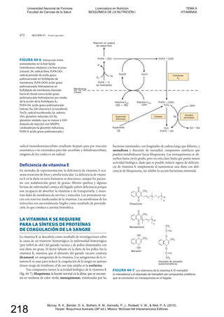 472 SECCIÓN VI Temas especiales
Reacción en cadena
de radical libre
PUFA
PUFA — H
(en fosfolípido)
TocOH
RO2
R
TocO
Superóxido
H2O2 GSH
Se
GS SGH2O,
Vitamina Cred,
GSH
Vitamina Cox,
GS — SG
Glutatión
peroxidasa
Fosfolipasa
A2
CatalasaSuperóxido
dismutasa
O2
–
Membranas
Citosol
OO PUFA OOH
PUFA OOH,
PUFA OH
FIGURA 44-6 Interacción entre
antioxidantes en la fase lípida
(membranas celulares) y la fase acuosa
radical peroxilo de ácido graso
poliinsaturado en fosfolípido de
poliinsaturado hidroxiperoxi en
fosfolípido de membrana, liberado
hacia el citosol como ácido graso
poliinsaturado hidroxiperoxi por medio
de la acción de la fosfolipasa A2;
después de reacción con NADPH,
catalizada por la glutatión reductasa;
CH3
O 3
O
Filoquinona
CH3
O n
O
Menaquinona
CH3
OH
OH
Menadiol
CH3
CH3
CH3
O
O
OC
OC
Diacetato de menadiol
(acetomenaftona)
H
H
FIGURA 44-7 Los vitámeros de la vitamina K. El menadiol
(o menadiona) y el diacetato de menadiol son compuestos sintéticos
que se convierten en menaquinona en el hígado.
radical monodesoxiascorbato resultante después pasa por reacción
enzimática o no enzimática para dar ascorbato y dehidroascorbato,
ninguno de los cuales es un radical.
Deficiencia de vitamina E
En animales de experimentación, la deficiencia de vitamina E oca-
siona resorción de fetos y atrofia testicular. La deficiencia de vitami-
na E en la dieta en seres humanos se desconoce, aunque los pacien-
tes con malabsorción grave de grasas, fibrosis quística y algunas
formas de enfermedad crónica del hígado sufren deficiencia porque
son incapaces de absorber la vitamina o de transportarla, y mues-
tran daño de membrana de nervios y músculos. Los prematuros na-
cen con reservas inadecuadas de la vitamina. Las membranas de los
eritrocitos son anormalmente frágiles como resultado de peroxida-
ción, lo que conduce a anemia hemolítica.
LA VITAMINA K SE REQUIERE
PARA LA SÍNTESIS DE PROTEÍNAS
DE COAGULACIÓN DE LA SANGRE
La vitamina K se descubrió como resultado de investigaciones sobre
la causa de un trastorno hemorrágico, la enfermedad hemorrágica
(por trébol de olor) del ganado vacuno y de pollos alimentados con
una dieta sin grasa. El factor faltante en la dieta de los pollos fue la
vitamina K, mientras que el alimento del ganado vacuno contenía
dicumarol, un antagonista de la vitamina. Los antagonistas de la vi-
tamina K se usan para reducir la coagulación de la sangre en quienes
tienen riesgo de trombosis; el de uso más amplio es la warfarina.
Tres compuestos tienen la actividad biológica de la vitamina K
(fig. 44-7): filoquinona, la fuente normal en la dieta, que se encuen-
tra en verduras de color verde; menaquinonas, sintetizadas por las
bacterias intestinales, con longitudes de cadena larga que difieren, y
menadiona y diacetato de menadiol, compuestos sintéticos que
pueden metabolizarse hacia filoquinona. Las menaquinonas se ab-
sorben hasta cierto grado, pero no está claro hasta qué punto tienen
actividad biológica, dado que es posible inducir signos de deficien-
cia de vitamina K simplemente al suministrar una dieta con defi-
ciencia de filoquinona, sin inhibir la acción bacteriana intestinal.
(o menadiona) y el diacetato de menadiol son compuestos sintéticoso menadiona) y e
que se convierten en menaquinona en el hígado.ue se convierten en menaquinona en el hígado.
(fig. 44-7): filoquinona, la fuente normal en la dieta, que se encuen-rmal en la
tra en verduras de color verde;a en verduras de color verde menaquinonasaquinon , sintetizadas por las, sintetizadas por las
Universidad Nacional de Formosa
Facultad de Ciencias de la Salud
Licenciatura en Nutrición
BIOQUÍMICA DE LA NUTRICIÓN I
TEMA 9
VITAMINAS
Murray, R. K., Bender, D. A., Botham, K. M., Kennelly, P. J., Rodwell, V. W., & Weil, P. A. (2010).
Harper. Bioquímica Ilustrada (28º ed.). México: McGraw-Hill Interamericana Editores.
218
 