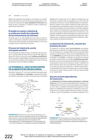 476 SECCIÓN VI Temas especiales
O HO N
N
HOCH2
CH2
CH2
CH2
CH3
CH3
H3C
H3C
H3C
H3C
CH3
CH2CH2CONH2
CH2CH2CONH2
CH2CONH2
H2NCOCH2
H2NCOCH2
H2NCOCH2CH2
CH3
NH
O OC
H
O
O
P
OC
CH3H3C
CH3
N
N
N
R
NCo+
FIGURA 44-13 Vitamina B12. Cuatro sitios de coordinación en el
átomo de cobalto central son quelados por los átomos de nitrógeno del
anillo corrina, y uno por el nitrógeno del nucleótido dimetilbenzimidazol.
El sexto sitio de coordinación puede estar ocupado por: CN–
–
(hidroxocobalamina), H2
—CH3 (metil cobalamina) o 5’-desoxiadenosina (adenosilcobalamina).
FIGURA 44-14 Homocisteína y la“trampa de folato”. La deficiencia
de vitamina B12 conduce a deterioro de la metionina sintasa, lo que
produce acumulación de homocisteína y atrapamiento de folato como
metiltetrahidrofolato.
Metionina
sintasa
H C NH
Metionina
COO–
(CH2)2
H3C S
Homocisteína
3
+H C NH
COO–
(CH2)2
SH
3
Metilcobalamina
Metil
+
B12 H4 folatoH4 folato
lidades del metabolismo del triptófano y la metionina. La sensibili-
dad incrementada a la acción de hormona esteroide puede ser im-
portante en la aparición de cáncer dependiente de hormona de la
mama, el útero y la próstata, y el estado en cuanto a vitamina B6 y
puede afectar el pronóstico.
El estado en cuanto a vitamina B6
se evalúa por medio de evaluación
de las transaminasas de eritrocito
El método que se usa más ampliamente para evaluar el estado en
cuanto a vitamina B6 es mediante la activación de transaminasas de
eritrocito por medio de fosfato de piridoxal añadido in vitro, lo que
se expresa como el coeficiente de activación.
El exceso de vitamina B6 suscita
neuropatía sensitiva
Se ha informado neuropatía sensitiva en individuos que han toma-
do 2 a 7 g de piridoxina al día por diversas razones (hay alguna evi-
dencia leve de que es eficaz para tratar síndrome premenstrual).
Hubo cierto daño residual después de eliminación de estas dosis al-
tas; otros informes sugieren que las ingestiones de más de 200 mg/
día muestran vínculo con daño neurológico.
LA VITAMINA B12 SÓLO SE ENCUENTRA
EN ALIMENTOS DE ORIGEN ANIMAL
El término “vitamina B12” se usa como un término descriptivo gené-
rico para las cobalaminas, los corrinoides (compuestos que contie-
nen cobalto y que poseen el anillo corrina) que tienen la actividad
biológica de la vitamina (fig. 44-13). Algunos corrinoides que son
factores de crecimiento para microorganismos no sólo carecen de
actividad de vitamina B12, sino que también pueden ser antimetabo-
litos de la vitamina. Aun cuando se sintetiza de modo exclusivo por
microorganismos, para propósitos prácticos la vitamina B12 sólo se
encuentra en alimentos de origen animal; no hay fuentes vegetales
de esta vitamina. Esto significa que los vegetarianos estrictos (vega-
nistas) tienen riesgo de presentar deficiencia de vitamina B12. Las
pequeñas cantidades de vitamina formadas por las bacterias sobre la
superficie de frutas pueden ser adecuadas para satisfacer los reque-
rimientos, pero se dispone de preparaciones de vitamina B12 fabri-
cadas mediante fermentación bacteriana.
La absorción de vitamina B12 necesita dos
proteínas de unión
La vitamina B12 se absorbe unida a factor intrínseco, una pequeña
glucoproteína secretada por las células parietales de la mucosa gás-
trica. El ácido gástrico y la pepsina liberan la vitamina desde unión
a proteína en los alimentos, y hacen que esté disponible para unir-
se a la cobalofilina, una proteína de unión secretada en la saliva. En
el duodeno, la cobalofilina se hidroliza, lo que libera la vitamina
para unión a factor intrínseco. Por ende, la insuficiencia pancreáti-
ca puede ser un factor en la aparición de deficiencia de vitamina B12,
lo que produce la excreción de vitamina B12 unida a cobalofilina. El
factor intrínseco sólo se une a los vitámeros de vitamina B12 activos,
y no a otros corrinoides. La vitamina B12 se absorbe a partir del ter-
cio distal del íleon por medio de receptores que se unen al complejo
de vitamina B12-factor intrínseco, pero no al factor intrínseco libre
ni a la vitamina libre.
Hay tres enzimas dependientes
de vitamina B12
La metilmalonil CoA mutasa, leucina aminomutasa y metionina
sintasa (fig. 44-14) son enzimas dependientes de la vitamina B12. La
metilmalonil CoA se forma como un intermediario en el catabolis-
mo de la valina y mediante la carboxilación de propionil CoA que
surge en el catabolismo de la isoleucina, el colesterol y, rara vez, áci-
dos grasos con un número impar de átomos de carbono o de mane-
ra directa a partir del propionato, un producto importante de la
p p pp
–
(hidroxocobalamina), Hmina), H2
—CH—CH33 (metil cobalamina) o 5’-desoxiadenosina (adenosilcobalamina).(metil cobalamina) o 5’-desoxiadenosina (adenosilcobalamina).
12 , q
produce acumulación de homocisteína y atrapamiento de folato comoproduce acumulac
metiltetrahidrofolato.metiltetrahidrofolato.
Universidad Nacional de Formosa
Facultad de Ciencias de la Salud
Licenciatura en Nutrición
BIOQUÍMICA DE LA NUTRICIÓN I
TEMA 9
VITAMINAS
Murray, R. K., Bender, D. A., Botham, K. M., Kennelly, P. J., Rodwell, V. W., & Weil, P. A. (2010).
Harper. Bioquímica Ilustrada (28º ed.). México: McGraw-Hill Interamericana Editores.
222
 