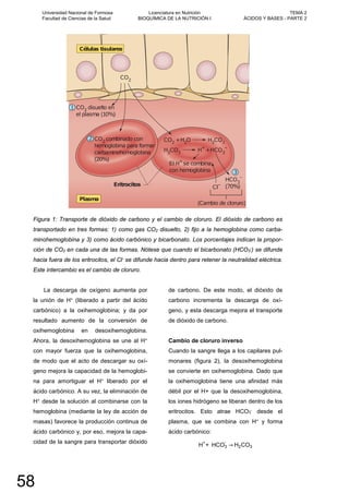 Figura 1: Transporte de dióxido de carbono y el cambio de cloruro. El dióxido de carbono es
transportado en tres formas: 1) como gas CO2 disuelto, 2) fijo a la hemoglobina como carba-
minohemoglobina y 3) como ácido carbónico y bicarbonato. Los porcentajes indican la propor-
ción de CO2 en cada una de las formas. Nótese que cuando el bicarbonato (HCO3
-) se difunde
hacia fuera de los eritrocitos, el Cl- se difunde hacia dentro para retener la neutralidad eléctrica.
Este intercambio es el cambio de cloruro.
La descarga de oxígeno aumenta por
la unión de H+ (liberado a partir del ácido
carbónico) a la oxihemoglobina; y da por
resultado aumento de la conversión de
oxihemoglobina en desoxihemoglobina.
Ahora, la desoxihemoglobina se une al H+
con mayor fuerza que la oxihemoglobina,
de modo que el acto de descargar su oxí-
geno mejora la capacidad de la hemoglobi-
na para amortiguar el H+ liberado por el
ácido carbónico. A su vez, la eliminación de
H+ desde la solución al combinarse con la
hemoglobina (mediante la ley de acción de
masas) favorece la producción continua de
ácido carbónico y, por eso, mejora la capa-
cidad de la sangre para transportar dióxido
de carbono. De este modo, el dióxido de
carbono incrementa la descarga de oxí-
geno, y esta descarga mejora el transporte
de dióxido de carbono.
Cambio de cloruro inverso
Cuando la sangre llega a los capilares pul-
monares (figura 2), la desoxihemoglobina
se convierte en oxihemoglobina. Dado que
la oxihemoglobina tiene una afinidad más
débil por el H+ que la desoxihemoglobina,
los iones hidrógeno se liberan dentro de los
eritrocitos. Esto atrae HCO3
- desde el
plasma, que se combina con H+ y forma
ácido carbónico:
H+
+ HCO3
-
→ H2CO3
Universidad Nacional de Formosa
Facultad de Ciencias de la Salud
Licenciatura en Nutrición
BIOQUÍMICA DE LA NUTRICIÓN I
TEMA 2
ÁCIDOS Y BASES - PARTE 2
58
 