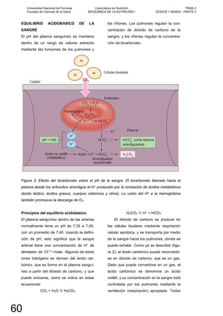 EQUILIBRIO ACIDOBÁSICO DE LA
SANGRE
El pH del plasma sanguíneo se mantiene
dentro de un rango de valores estrecho
mediante las funciones de los pulmones y
los riñones. Los pulmones regulan la con-
centración de dióxido de carbono de la
sangre, y los riñones regulan la concentra-
ción de bicarbonato.
Figura 3: Efecto del bicarbonato sobre el pH de la sangre. El bicarbonato liberado hacia el
plasma desde los eritrocitos amortigua el H+ producido por la ionización de ácidos metabólicos
(ácido láctico, ácidos grasos, cuerpos cetónicos y otros). La unión del H+ a la hemoglobina
también promueve la descarga de O2.
Principios del equilibrio acidobásico
El plasma sanguíneo dentro de las arterias
normalmente tiene un pH de 7,35 a 7,45,
con un promedio de 7,40. Usando la defini-
ción de pH, esto significa que la sangre
arterial tiene una concentración de H+ de
alrededor de 10-7,4 molar. Algunos de estos
iones hidrógeno se derivan del ácido car-
bónico, que se forma en el plasma sanguí-
neo a partir del dióxido de carbono, y que
puede ionizarse, como se indica en estas
ecuaciones:
CO2 + H2O  H2CO3
H2CO3  H+ + HCO3
-
El dióxido de carbono se produce en
las células tisulares mediante respiración
celular aeróbica, y se transporta por medio
de la sangre hacia los pulmones, donde se
puede exhalar. Como ya se describió (figu-
ra 2), el ácido carbónico puede reconvertir-
se en dióxido de carbono, que es un gas.
Dado que puede convertirse en un gas, el
ácido carbónico se denomina un ácido
volátil, y su concentración en la sangre está
controlada por los pulmones mediante la
ventilación (respiración) apropiada. Todos
Universidad Nacional de Formosa
Facultad de Ciencias de la Salud
Licenciatura en Nutrición
BIOQUÍMICA DE LA NUTRICIÓN I
TEMA 2
ÁCIDOS Y BASES - PARTE 2
60
 