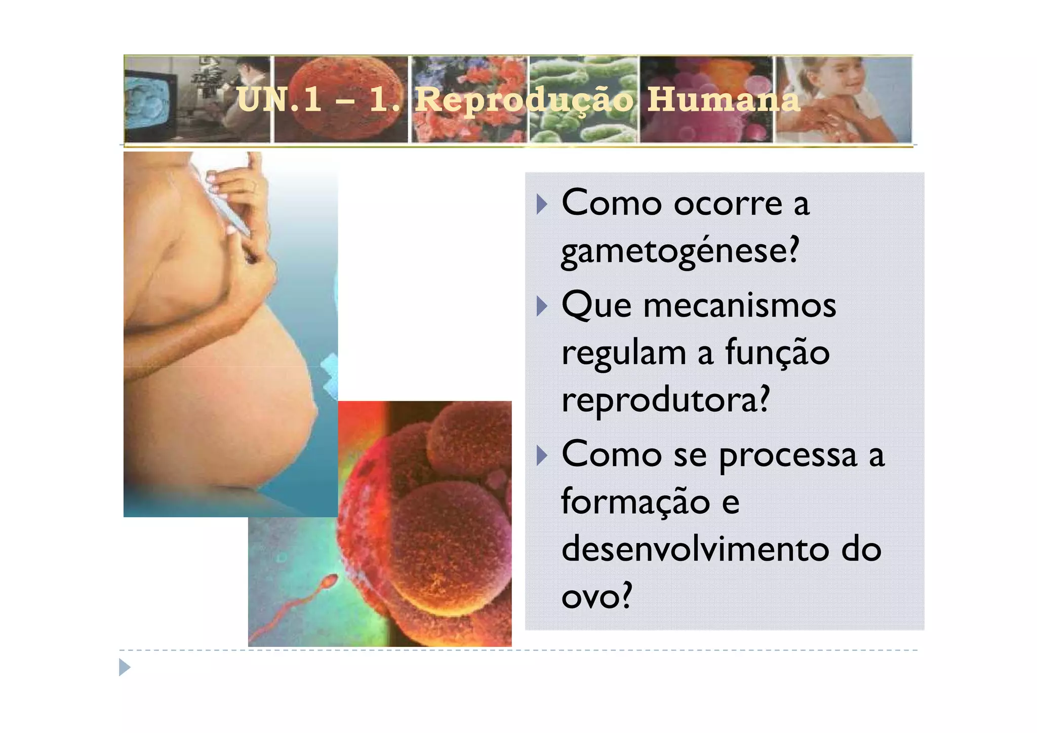 UN.1 – 1. Reprodução Humana

               Como ocorre a
               gametogénese?
               Que mecanismos
               regulam a função
               reprodutora?
               Como se processa a
               formação e
               desenvolvimento do
               ovo?
 