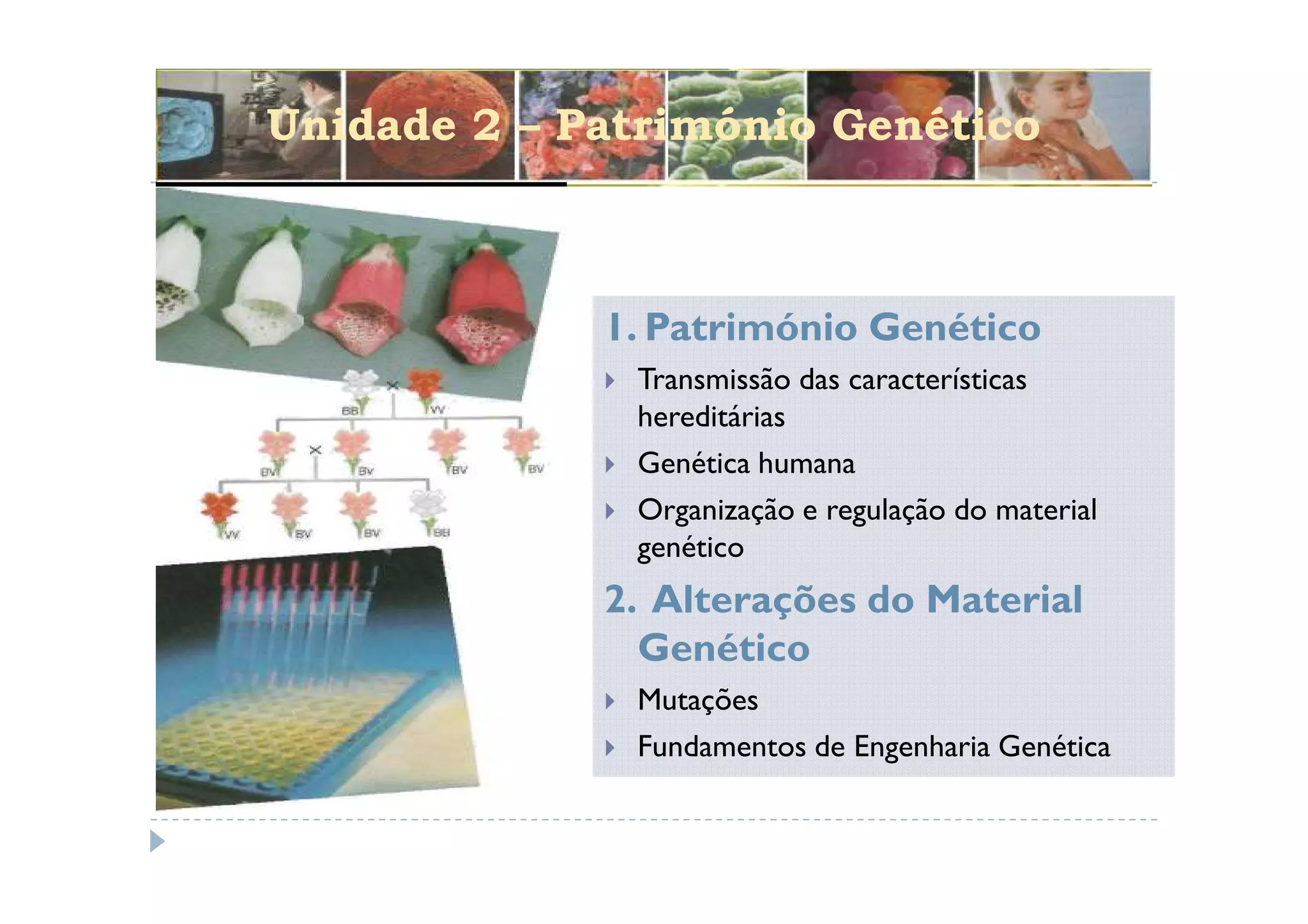 Unidade 2 – Património Genético



             1. Património Genético
              Transmissão das características
              hereditárias
              Genética humana
              Organização e regulação do material
              genético
             2. Alterações do Material
               Genético
              Mutações
              Fundamentos de Engenharia Genética
 