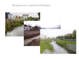 Bioingeniería o Ingeniería Biológica
 