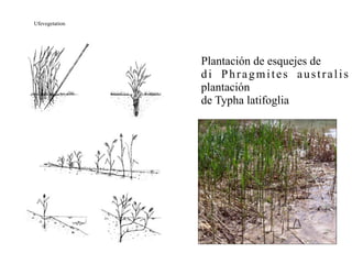 Ufevegetation




                Plantación de esquejes de
                di Phragmites australis
                plantación
                de Typha latifoglia
 