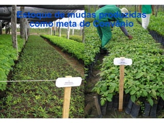 Estoque de mudas produzidas
   como meta do Convênio
 