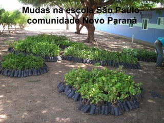 Mudas na escola São Paulo,
 comunidade Novo Paraná
 