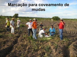 Marcação para coveamento de
          mudas
 