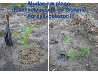 Mudas em pleno
desenvolvimento no Sistema
     Agrosilvopastoril
 