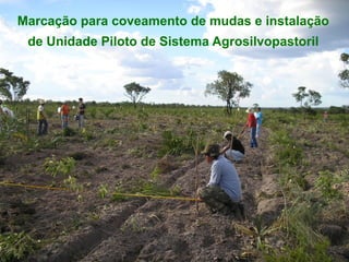 Marcação para coveamento de mudas e instalação
 de Unidade Piloto de Sistema Agrosilvopastoril
 