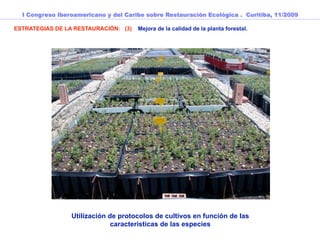 I Congreso Iberoamericano y del Caribe sobre Restauración Ecológica . Curitiba, 11/2009

ESTRATEGIAS DE LA RESTAURACIÓN: (3)   Mejora de la calidad de la planta forestal.




                 Utilización de protocolos de cultivos en función de las
                              características de las especies
 