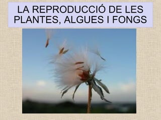 LA REPRODUCCIÓ DE LES 
PLANTES, ALGUES I FONGS 
 