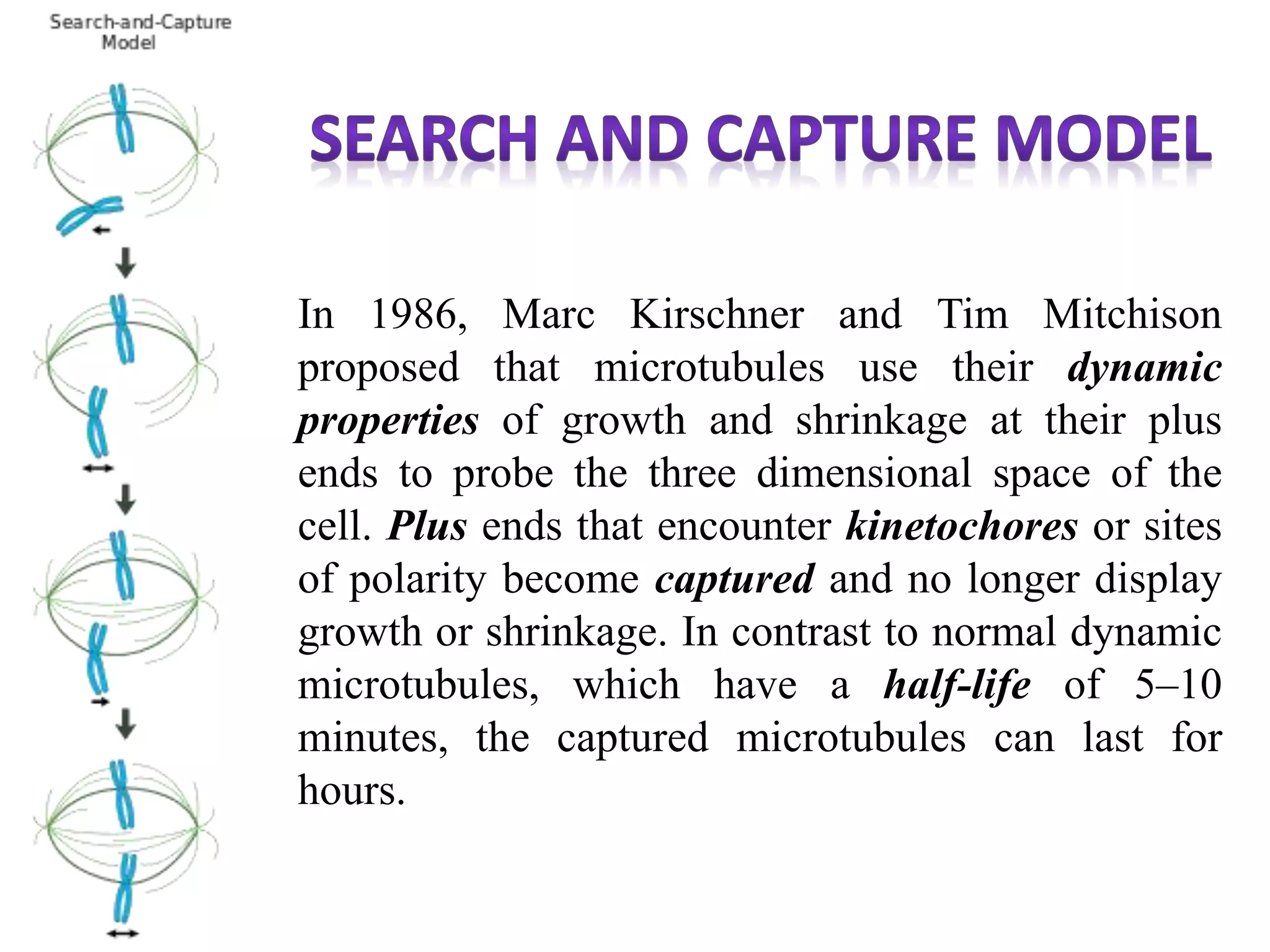 In 1986, Marc Kirschner and Tim Mitchison
proposed that microtubules use their dynamic
properties of growth and shrinkage at their plus
ends to probe the three dimensional space of the
cell. Plus ends that encounter kinetochores or sites
of polarity become captured and no longer display
growth or shrinkage. In contrast to normal dynamic
microtubules, which have a half-life of 5–10
minutes, the captured microtubules can last for
hours.
 