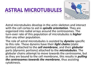 Astral microtubules develop in the actin skeleton and interact
with the cell cortex to aid in spindle orientation. They are
organized into radial arrays around the centrosomes. The
turn-over rate of this population of microtubules is higher
than any other population.
The role of astral microtubules is assisted by dyneins specific
to this role. These dyneins have their light chains (static
portion) attached to the cell membrane, and their globular
parts (dynamic portions) attached to the microtubules. The
globular chains attempt to move towards the centrosome, but
as they are bound to the cell membrane, this results in pulling
the centrosomes towards the membrane, thus assisting
cytokinesis.
 