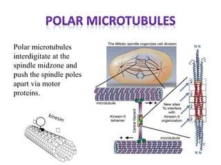 Polar microtubules
interdigitate at the
spindle midzone and
push the spindle poles
apart via motor
proteins.
 