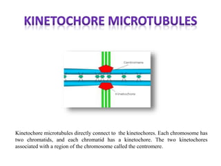 Kinetochore microtubules directly connect to the kinetochores. Each chromosome has
two chromatids, and each chromatid has a kinetochore. The two kinetochores
associated with a region of the chromosome called the centromere.
 