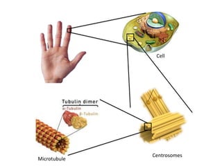 Cell
Centrosomes
Microtubule
 