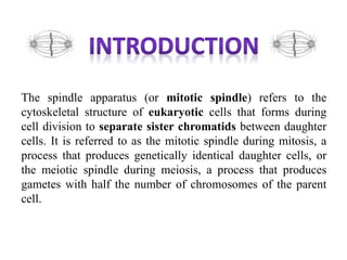 The spindle apparatus (or mitotic spindle) refers to the
cytoskeletal structure of eukaryotic cells that forms during
cell division to separate sister chromatids between daughter
cells. It is referred to as the mitotic spindle during mitosis, a
process that produces genetically identical daughter cells, or
the meiotic spindle during meiosis, a process that produces
gametes with half the number of chromosomes of the parent
cell.
 