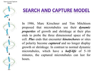 In 1986, Marc Kirschner and Tim Mitchison
proposed that microtubules use their dynamic
properties of growth and shrinkage at their plus
ends to probe the three dimensional space of the
cell. Plus ends that encounter kinetochores or sites
of polarity become captured and no longer display
growth or shrinkage. In contrast to normal dynamic
microtubules, which have a half-life of 5–10
minutes, the captured microtubules can last for
hours.
 