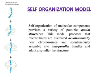 Self-organization of molecular components
provides a variety of possible spatial
structures. This model proposes that
microtubules are nucleated acentrosomally
near chromosomes and spontaneously
assemble into anti-parallel bundles and
adopt a spindle-like structure
 