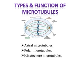 Astral microtubules.
Polar microtubules.
Kinetochore microtubules.
 