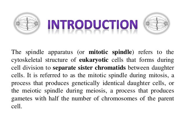 Mitotic spindle