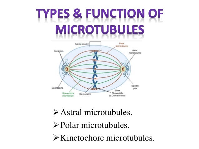 Mitotic spindle