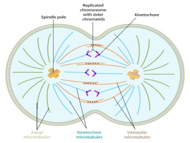 Mitotic spindle Biology Diagrams