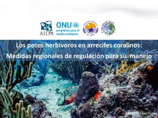 Los peces herbívoros en arrecifes coralinos:
Medidas regionales de regulación para su manejo
Foto: Marisol Rueda
 