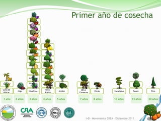 Primer año de cosecha
                   Arándano


                    Manzana


                    Ciruela


                    Durazno


                     Cereza        Té


                   Nectarines    Limón


                   Damasco      Uva Mesa


                   Membrillo      Palta


                     Pera       Naranja


                   Almendro      Pomelo

Banana             Uva vino-                 Yerba
                                Mandarina                Nogal                                     Álamo
                    mosto                    Mate

Caña de                          Olivo                    Olivo
           Higo    Uva Pasa                  Jojoba                 Pecán           Eucaliptus     Sauce      Pino
Azúcar                           Aceite                 Conserva


1 año     2 años   3 años       4 años      5 años      7 años      8 años          10 años       13 años   20 años




                                                              I+D - Movimiento CREA – Diciembre 2011
 