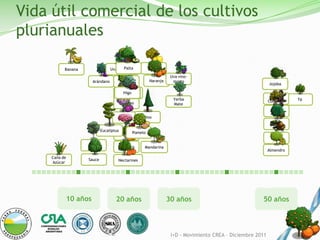 Vida útil comercial de los cultivos
plurianuales

           Banana                      Palta
                                     Manzana
                                 Uva Mesa               Limón

                                                                   Uva vino-
                      Arándano            Pera          Naranja     mosto
                                                                                                            Jojoba

                                           Higo
                                         Membrillo
                                         Uva Pasa
                                                                                                              Olivo
                                                                    Yerba                                   Conserva   Té
                                         Durazno                    Mate
                                                                                                             Olivo
                                                                                                             Aceite
                                     Ciruela         Pino
                                                                                                             Nogal
                            Eucaliptus
                                         CerezaPomelo
                                                                                                             Pecán
                    Álamo            Damasco         Mandarina
                                                                                                            Almendro
     Caña de
                    Sauce            Nectarines
     Azúcar




                                    20 años
           10 años                  20 años                       30 años                              50 años



                                                                   I+D - Movimiento CREA – Diciembre 2011
 