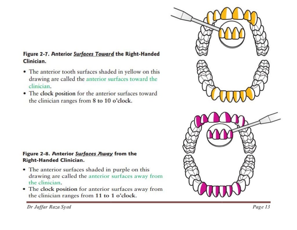 000.Dental Chair positions and armamentrum