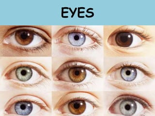 EYES
 